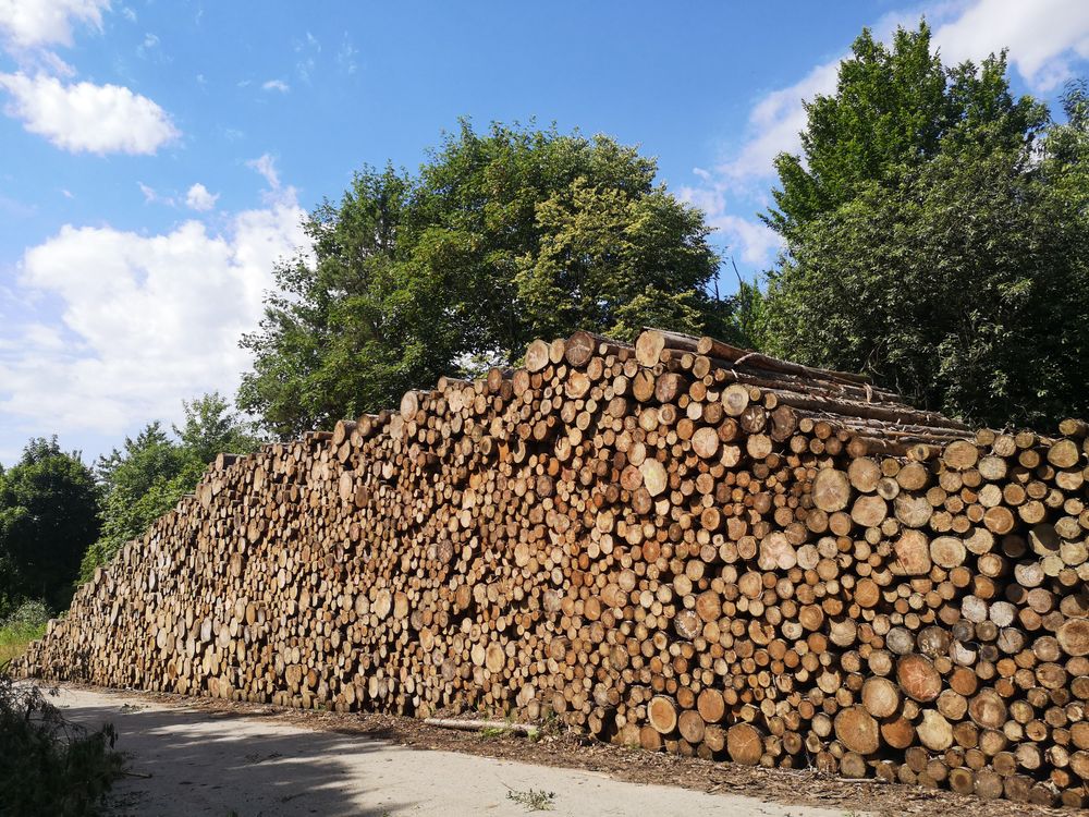 Brown Tree Logs on the Roadside · Free Stock Photo