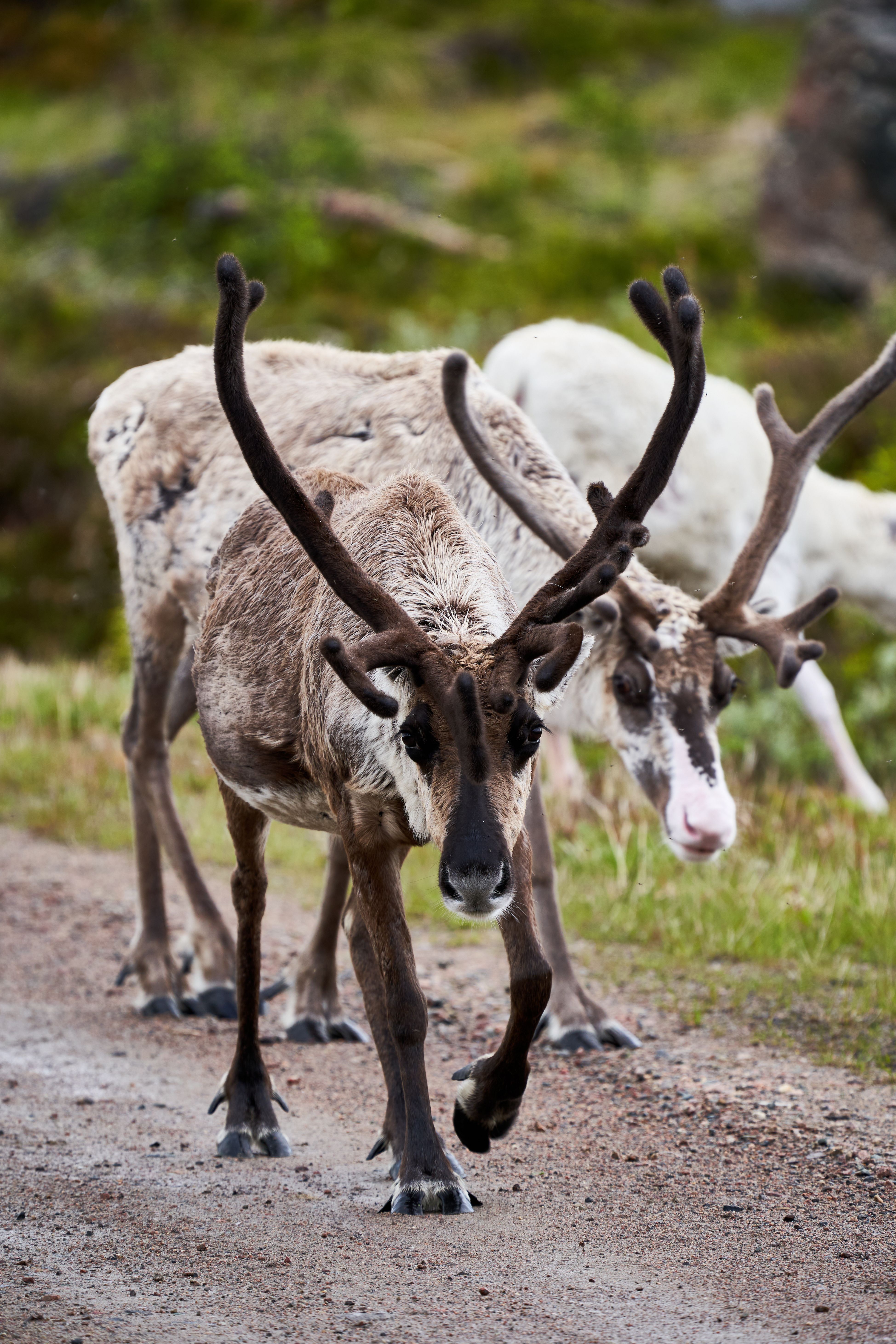 Wild reindeer walking on a dirt road in Norrbotten, Sweden's lush wilderness.
