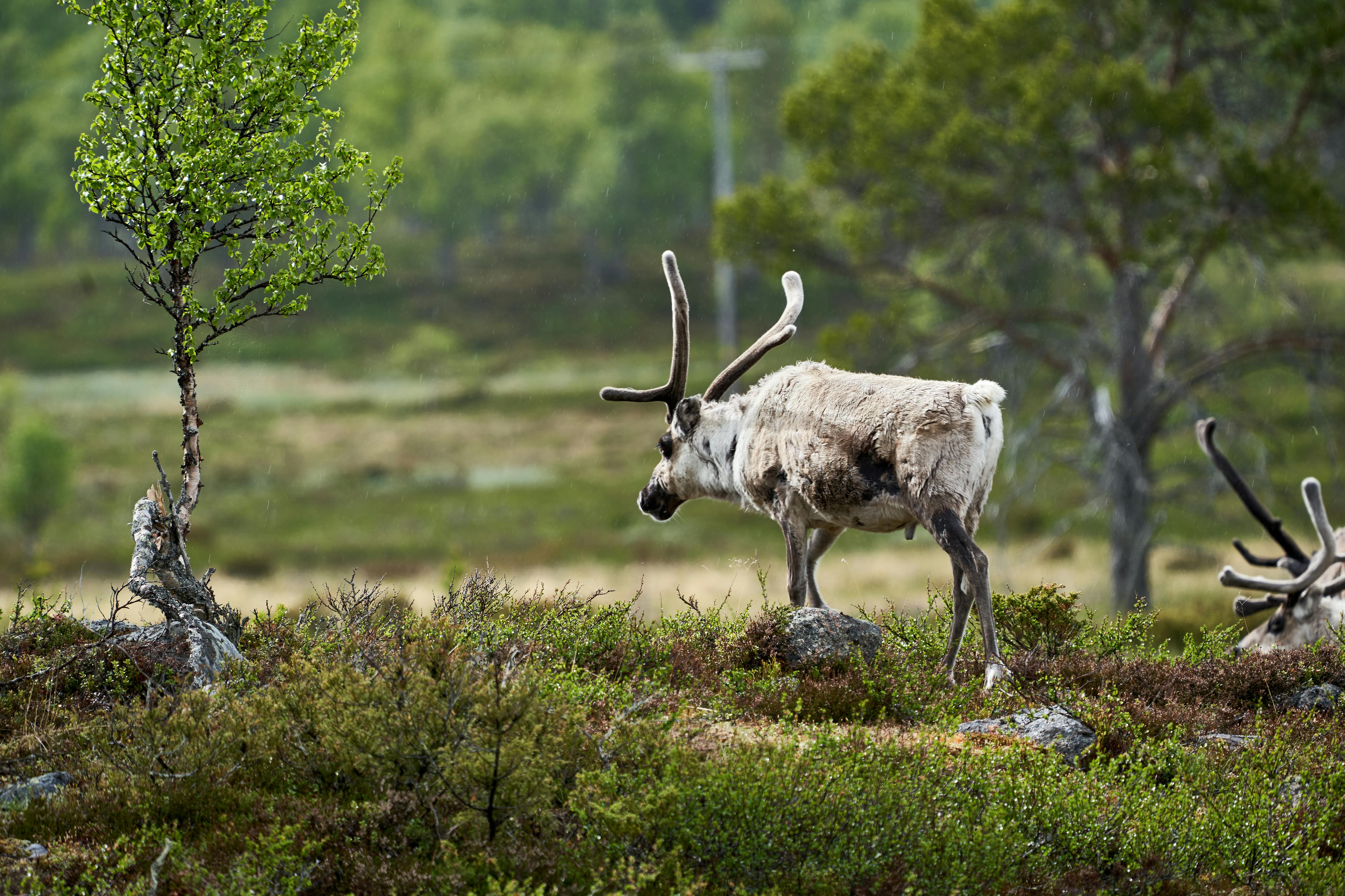 grátis Foto profissional grátis de @exterior, animais, animais selvagens Foto profissional