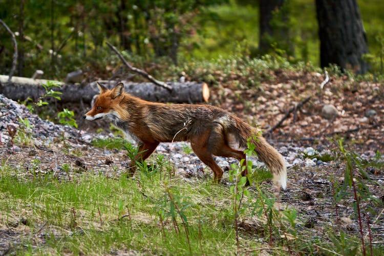 Fox In The Forest 