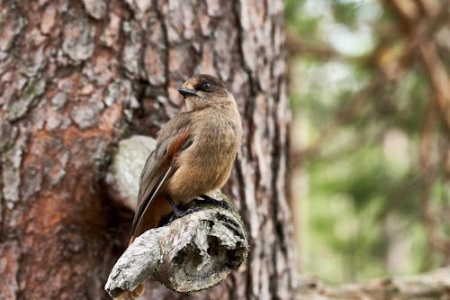Brown Bird on Brown Tree Branch