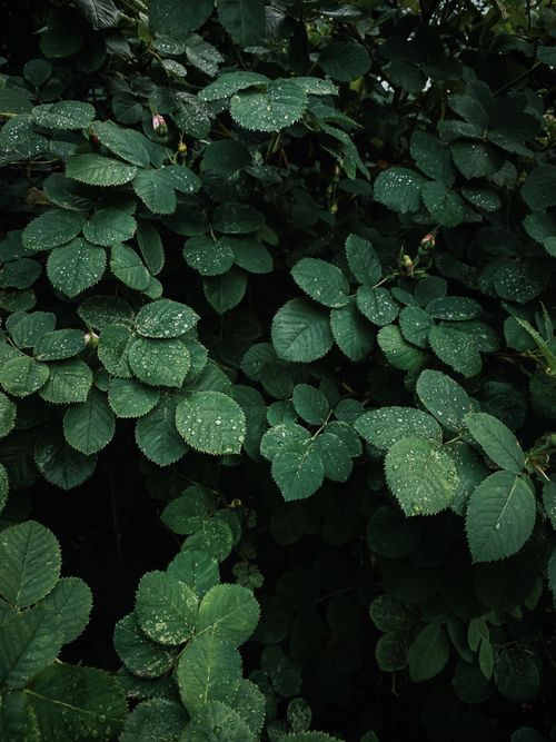 Free Close-up of lush green leaves sprinkled with dew, capturing freshness and natural beauty. Stock Photo