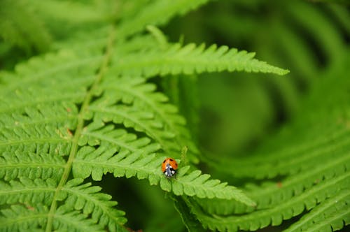 Ladybug on the leaf of fern