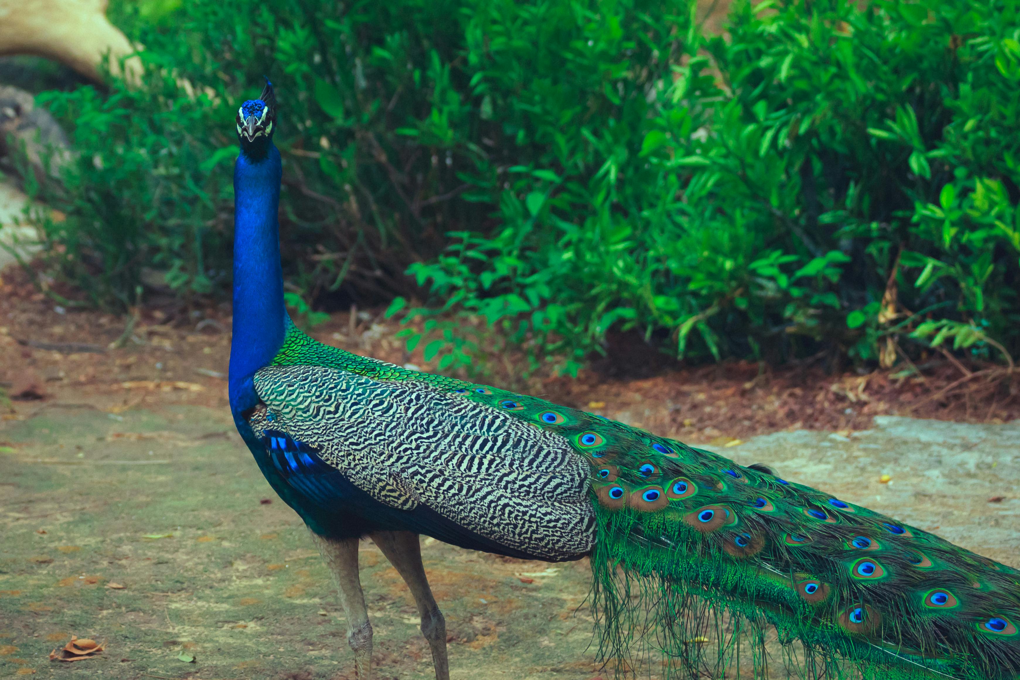 Blue, Green, and Gray Peacock