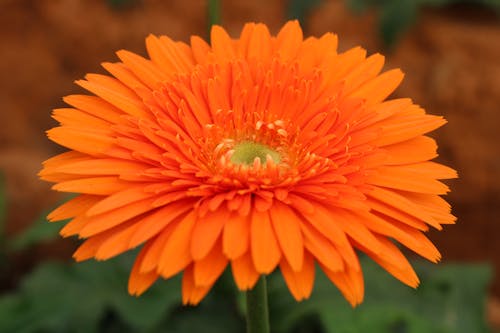 Close-up Photo of an Orange Barberton Daisy