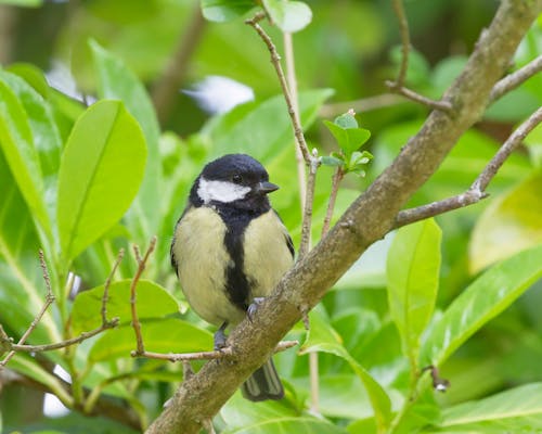 Great Tit Perched on a Branch