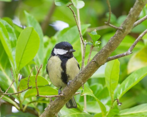 Free Close-up of a great tit bird perched on a tree branch amidst vibrant green leaves. Stock Photo