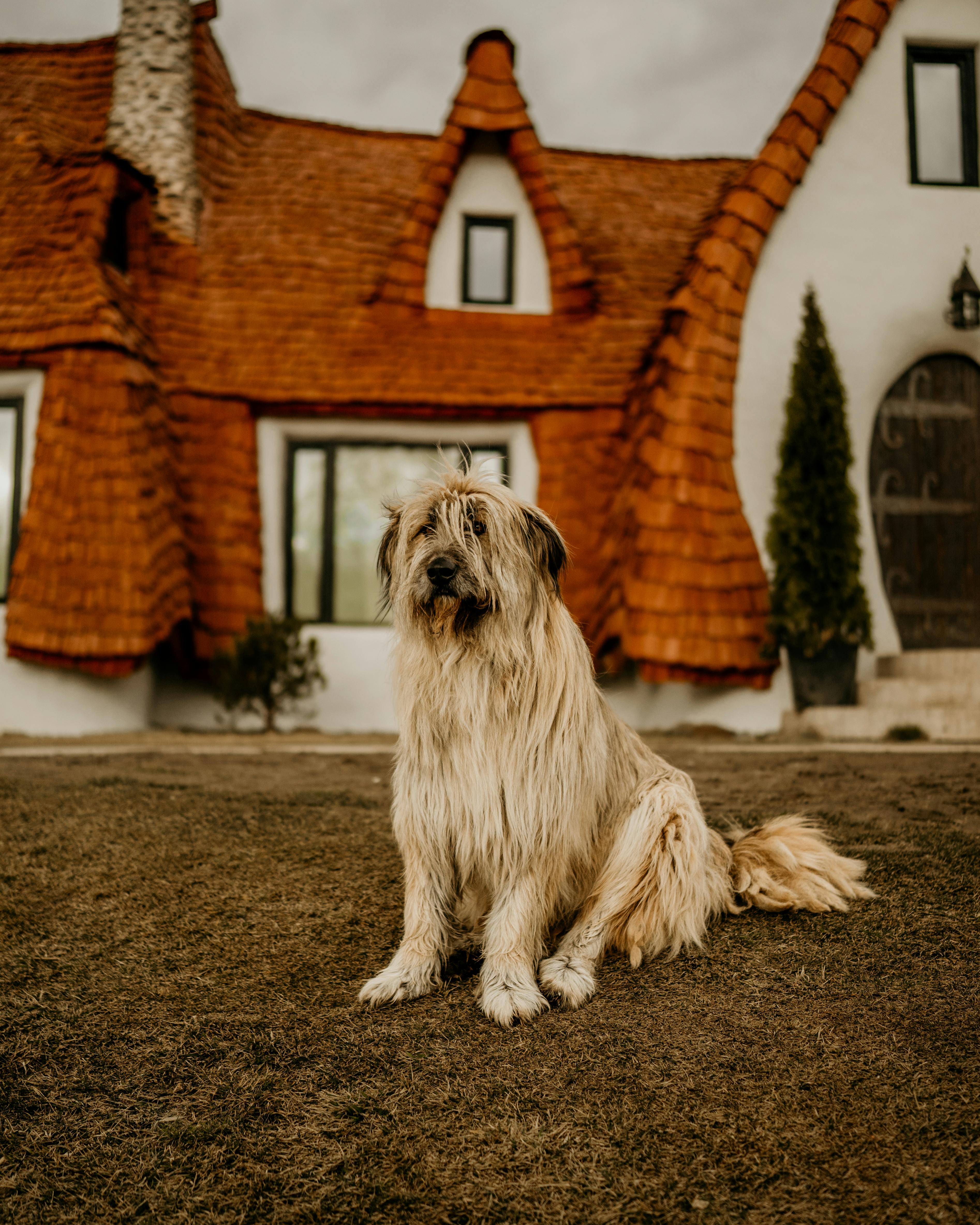 dog sitting on lawn with a house behind him