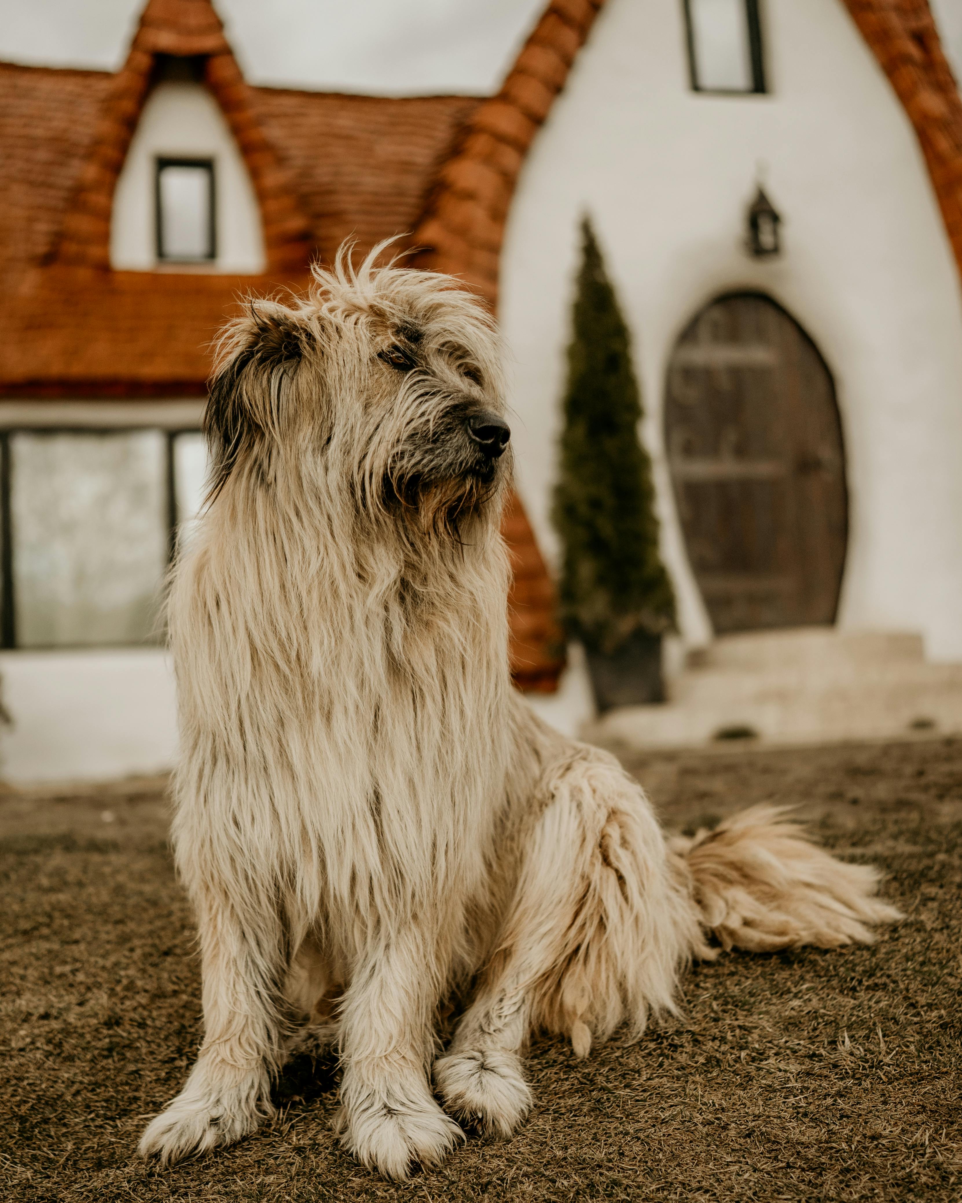 Tools for building a dog house