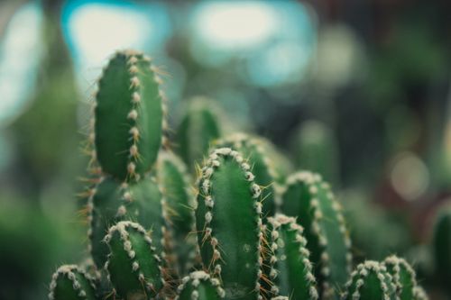 Free Detailed view of green cacti showcasing sharp thorns against a blurred background. Stock Photo