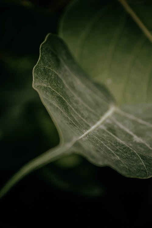 Green Leaf in Close-up Photography