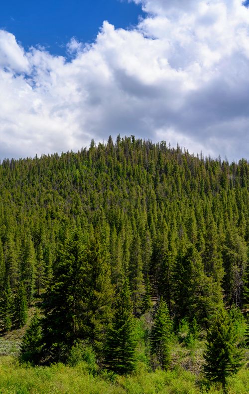 Free A scenic view of a lush pine forest with a cloudy sky, capturing the essence of nature's beauty. Stock Photo