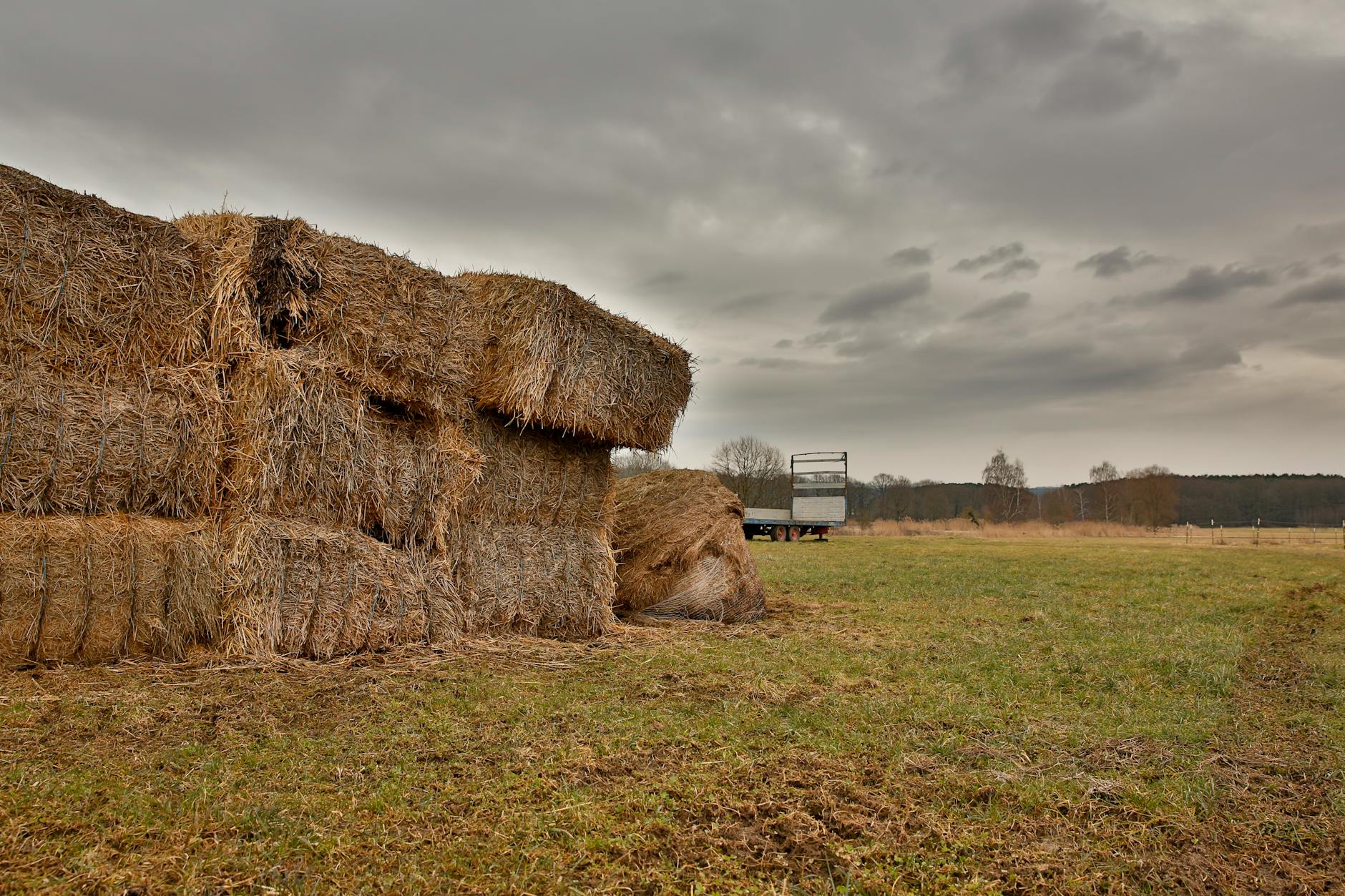 Hay for clydesdale horses