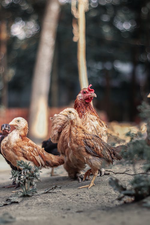 Photograph of Brown Chickens