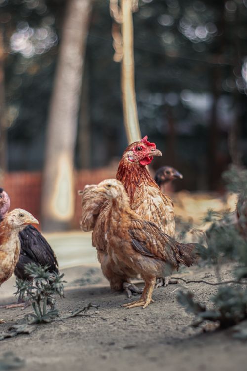 Free Group of chickens freely roaming outdoors, showcasing natural behavior and environment. Stock Photo