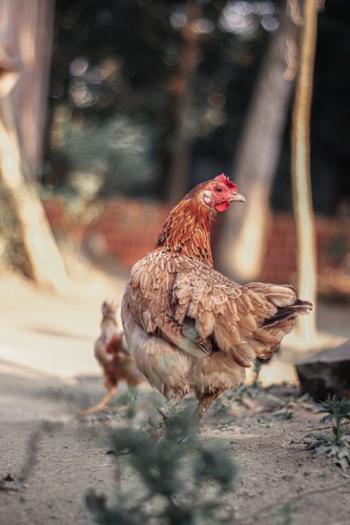 Free A chicken standing outdoors with a natural backdrop, captured in a vertical composition. Stock Photo