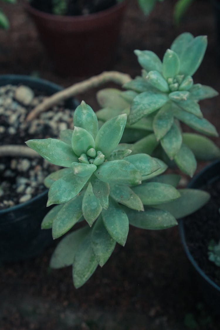 Succulents In A Pot