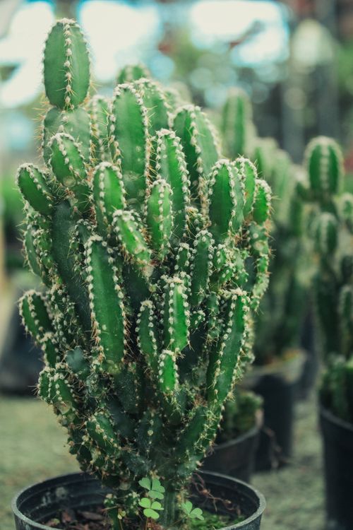 Free Close-up of a spiny green cactus in a potted plant collection. Stock Photo