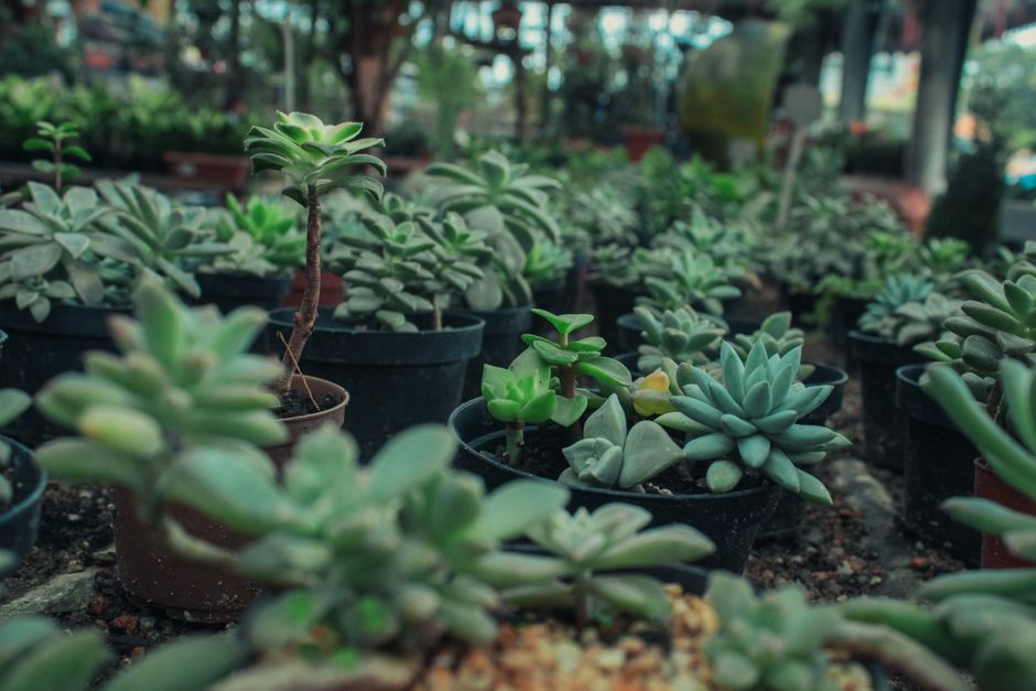 Succulents in various pot sizes from small 2-inch starters to large ceramic containers - how often to water succulents Succulents in various pot sizes from small 2-inch starters to large ceramic containers - how often to water succulents