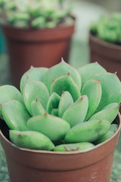 Succulent Plant on Brown Clay Pot