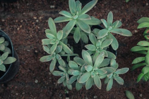 Close-up of a Plant 