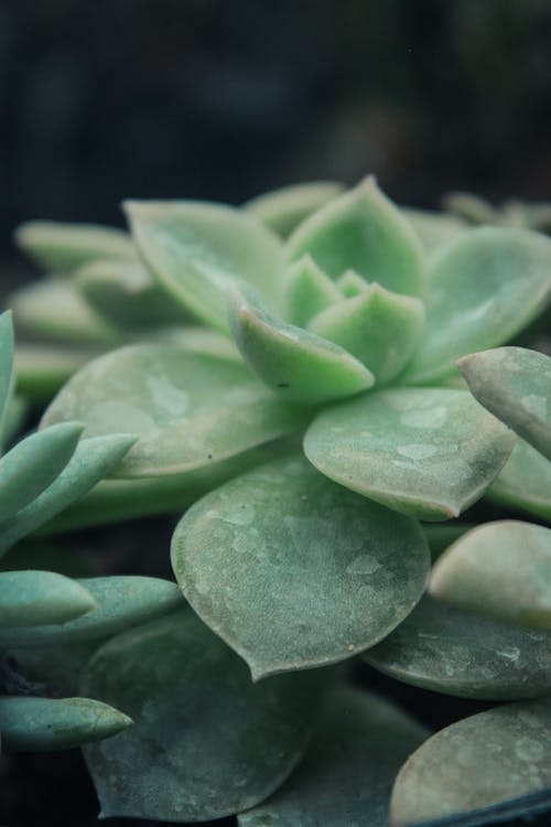 Leaves of Succulents