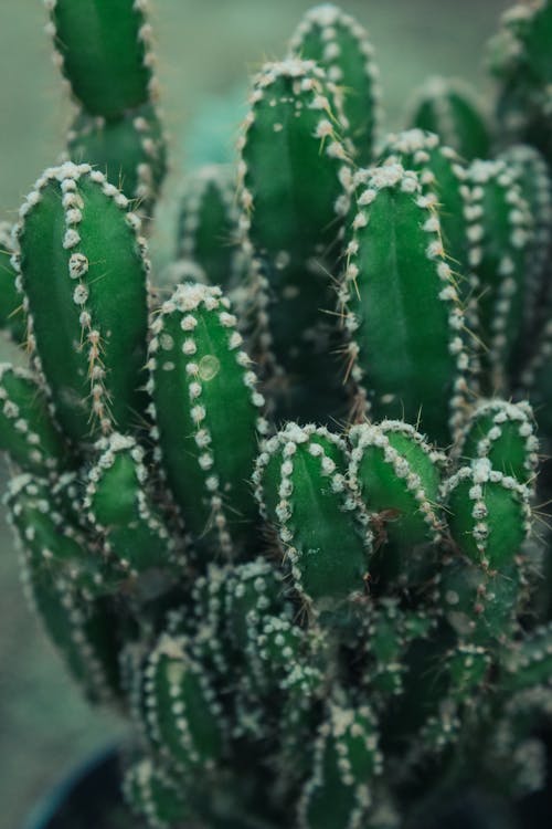 Free A Close-up Shot of a Cactus Plant Stock Photo