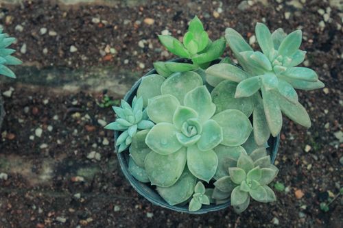 Free Top-down view of potted succulents showcasing vibrant green leaves against earthy soil. Stock Photo