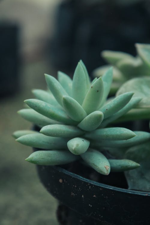 Close-up of a Succulent 