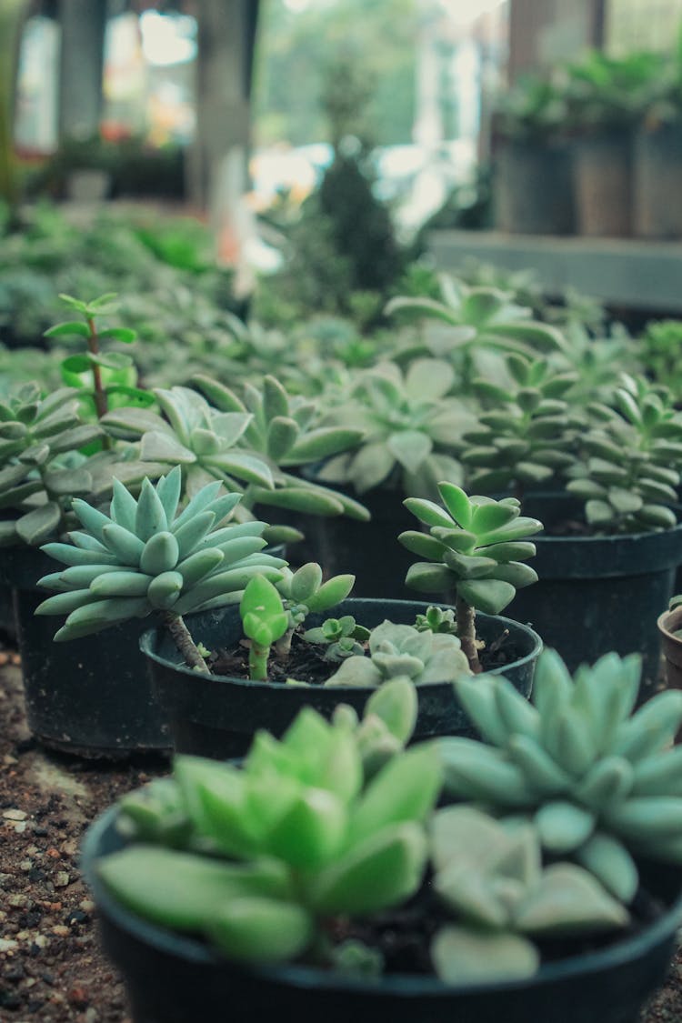 An Assortment Of Succulents