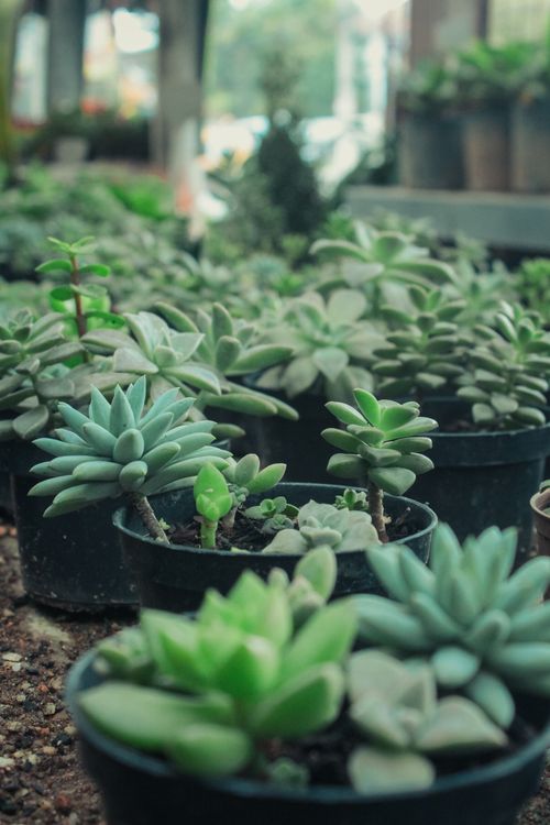 Free A collection of diverse succulent plants in pots arranged in a greenhouse setting. Stock Photo