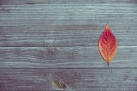 木质表面布满充满活力的红叶纹理，捕捉到秋天的精髓