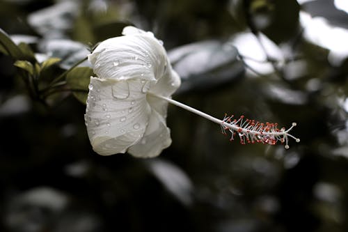 A White Flower in Full Bloom