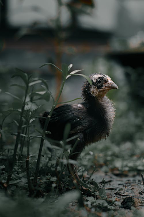 Chick in the Grass