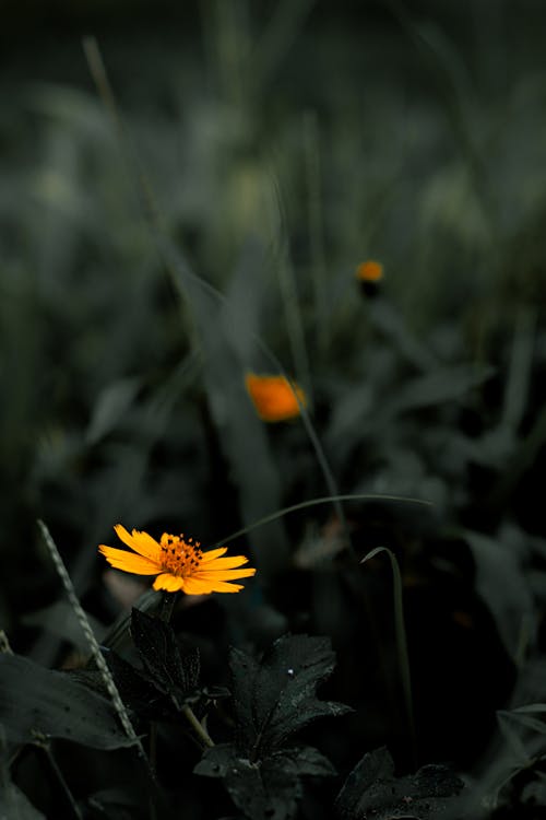 A Yellow Flower in Full Bloom