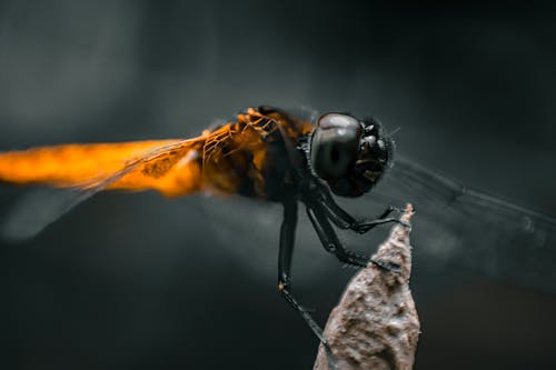 Close-Up Shot of a Dragonfly 