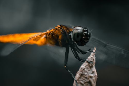 Free Detailed macro photograph of a dragonfly perched on a leaf with vivid colors. Stock Photo
