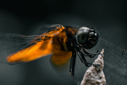 免费 微距攝影, 昆蟲, 特写 的 免费素材图片 素材图片