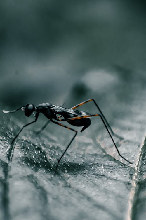 Immagine gratuita di avvicinamento, esotico, fauna selvatica