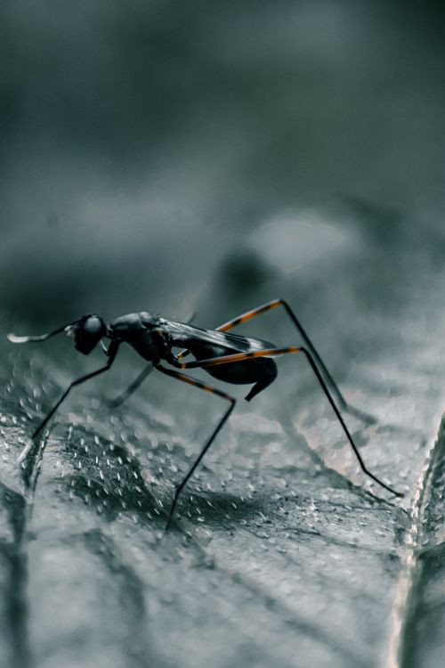 Free Detailed view of an exotic insect perched on a green leaf outdoors. Stock Photo