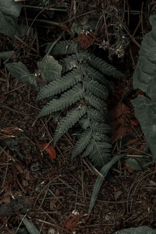 Free Close-up of a fern on the forest floor, surrounded by natural foliage and earthy textures. Stock Photo