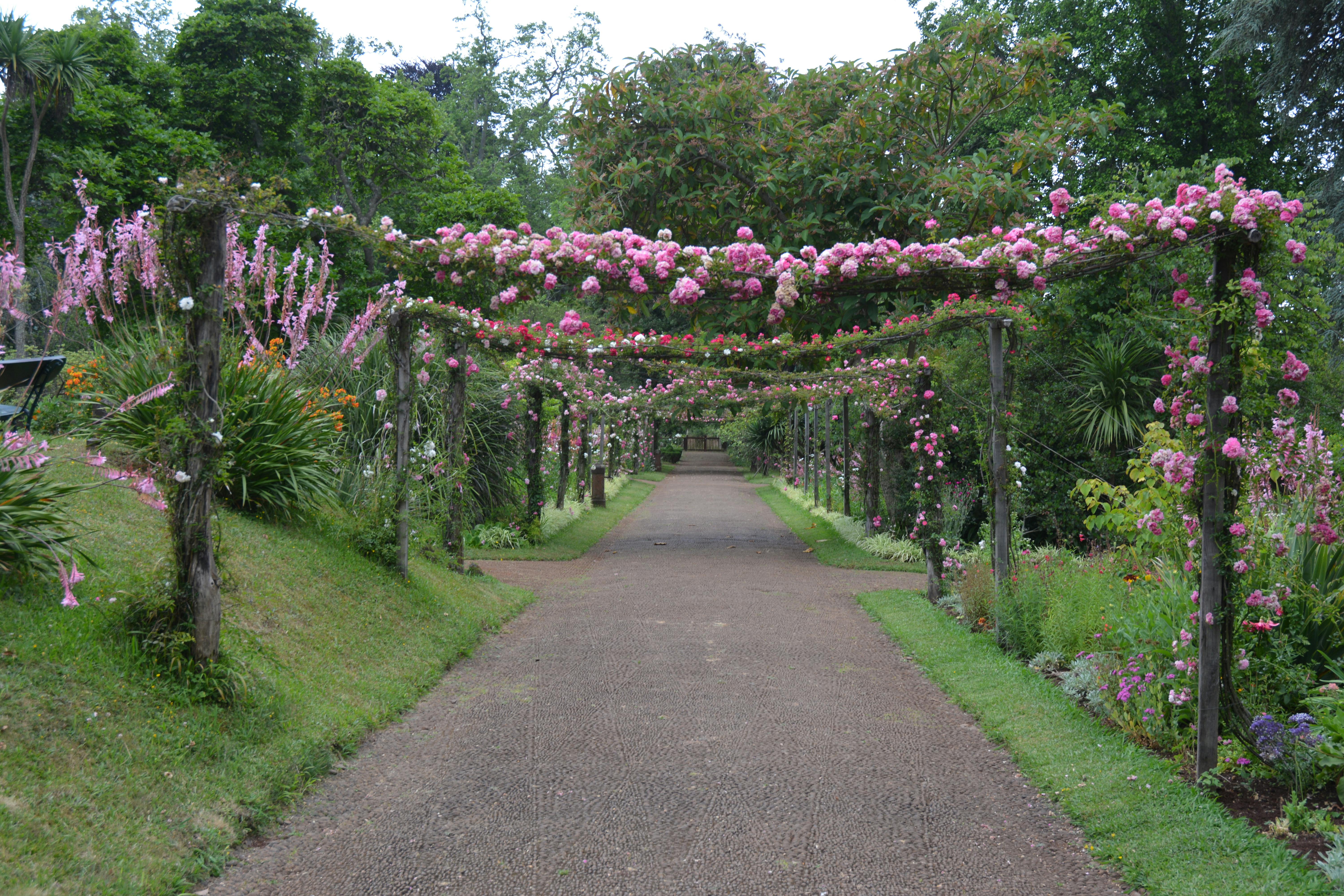 Free stock photo of botanic garden, flower garden