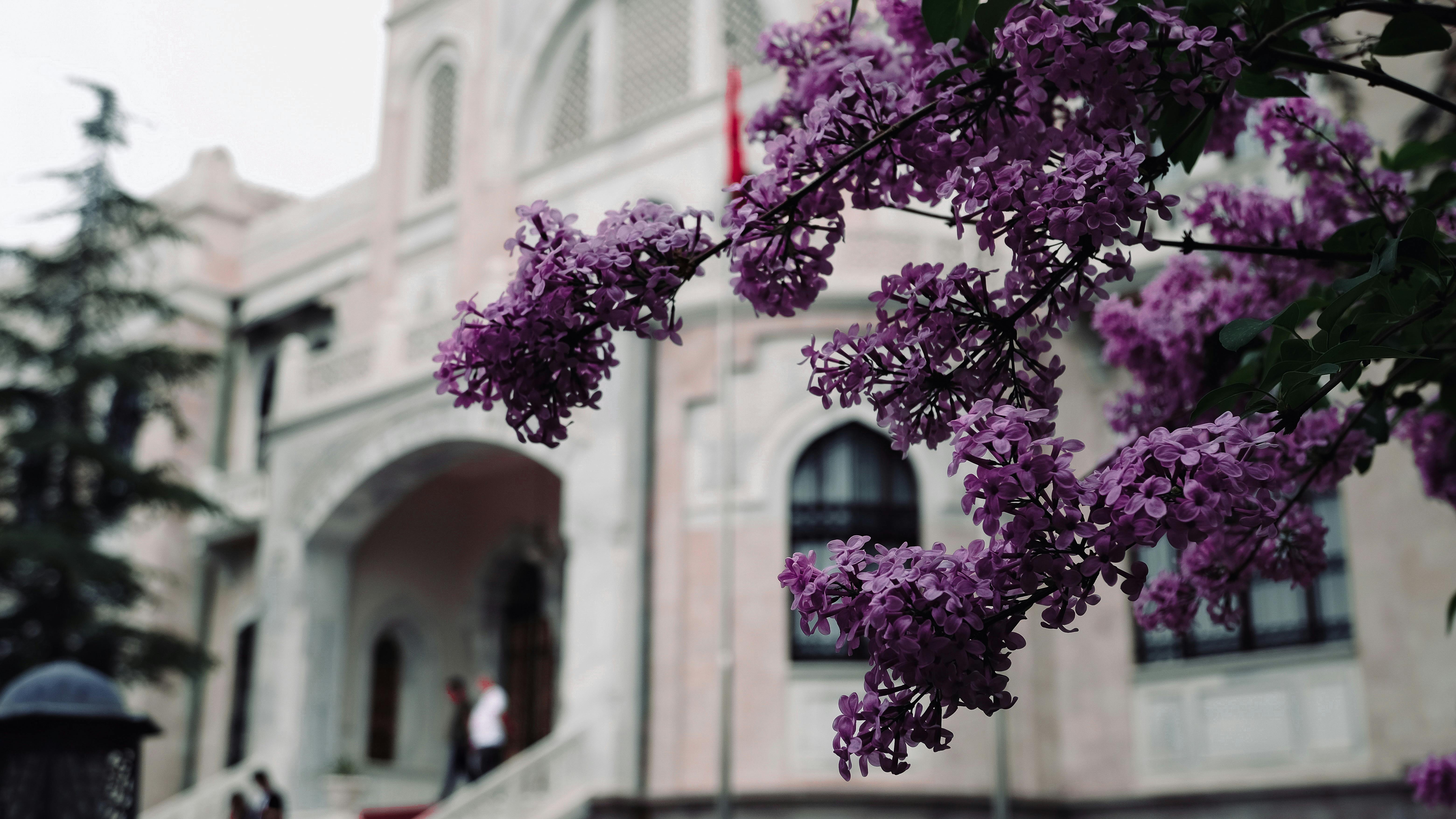 Gratis Fotos de stock gratuitas de de cerca, enfoque selectivo, exterior del edificio Foto de stock