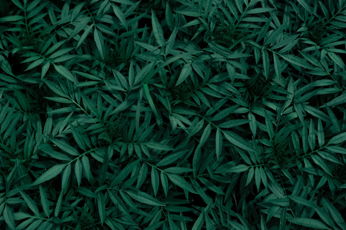Green Leaves in Close Up Photography · Free Stock Photo