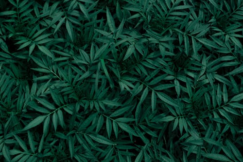 Green Fern Leaves in a Forest 