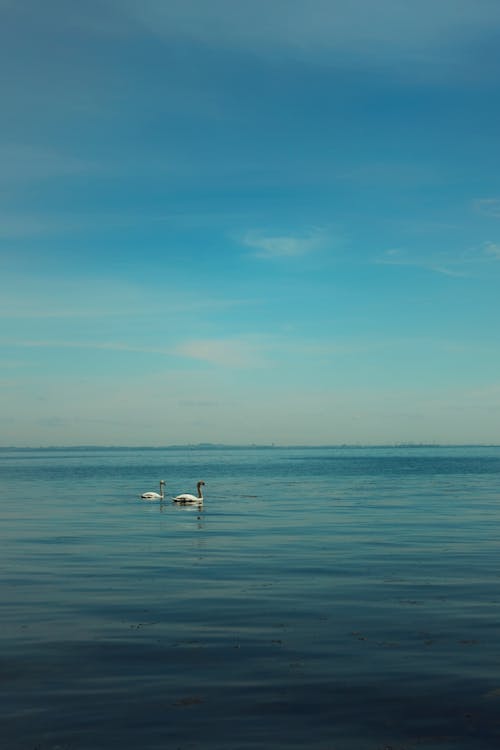 Darmowe zdjęcie z galerii z dzika przyroda, horyzont, morze