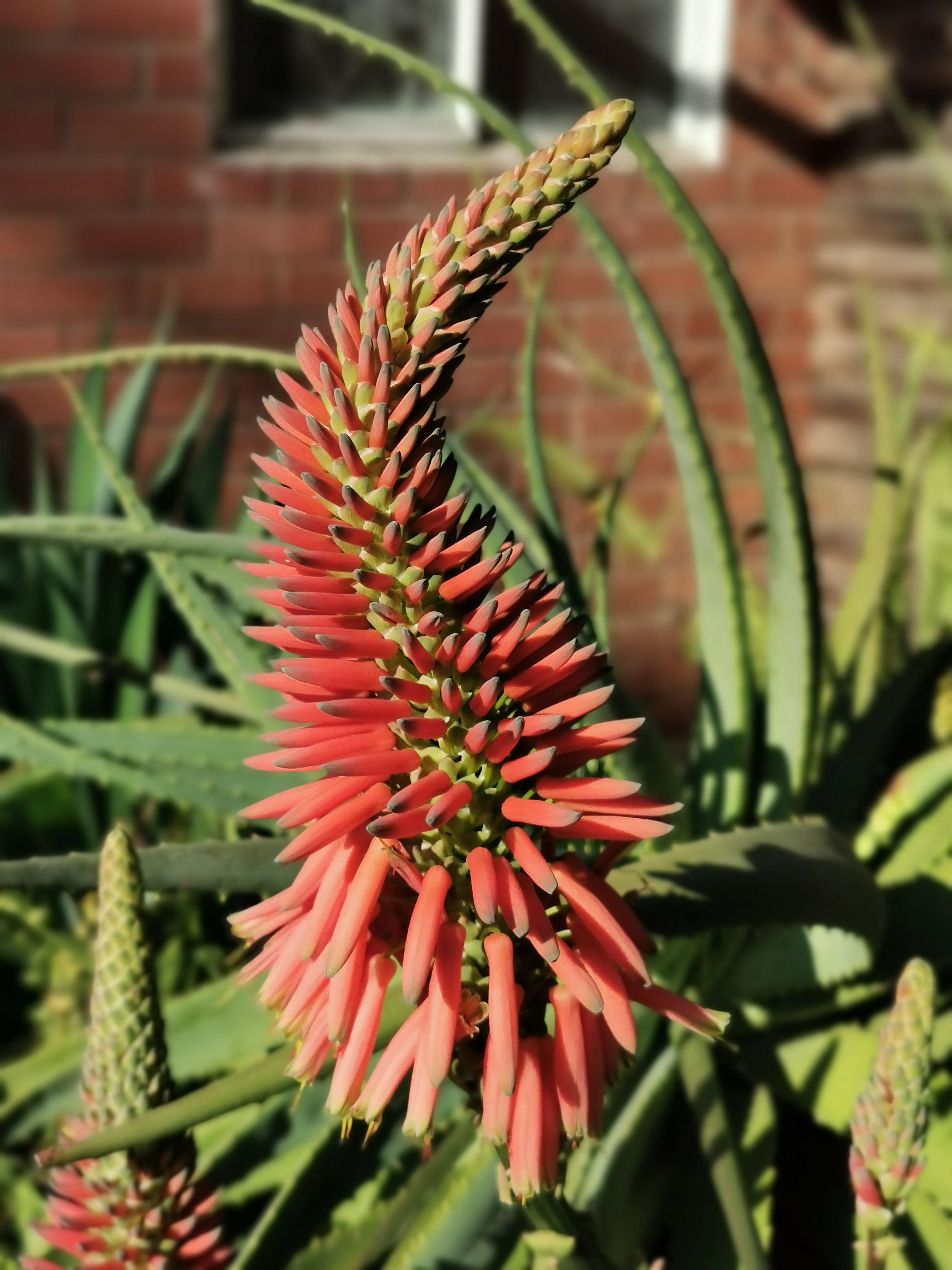 Cele mai bune 7.000+ fotografii cu tema Aloe Floare  Descrcare 100%  gratuit  Fotografii de stoc Pexels