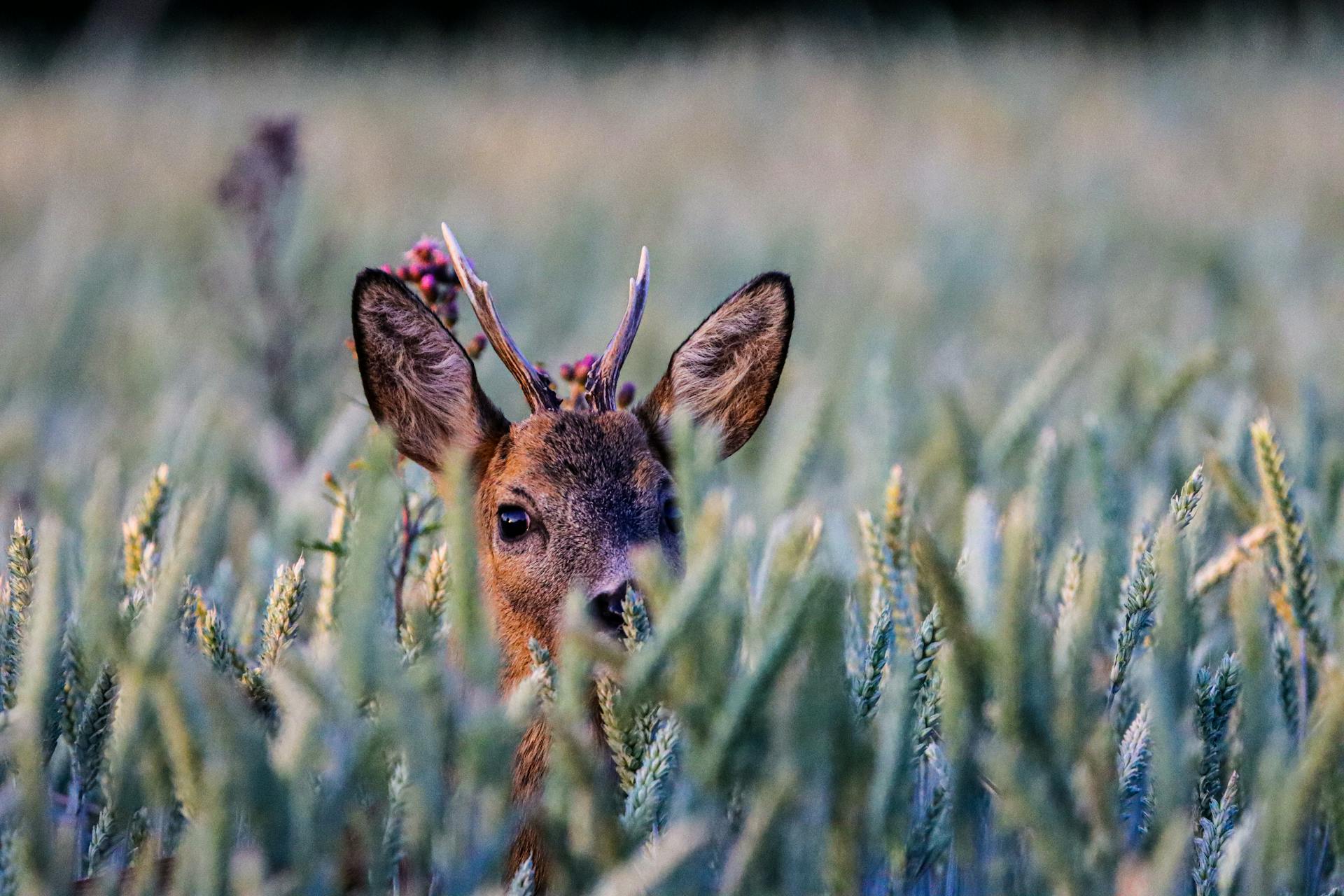 Une tête de cerf dans l'herbe