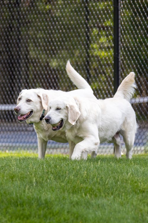 A Pair of White Dogs Walking on Green Grass 