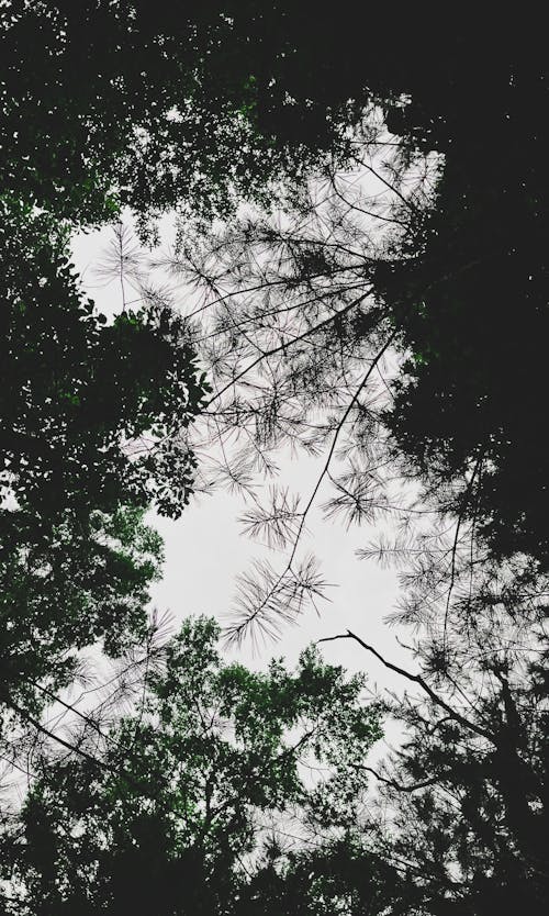 Photos gratuites de à feuilles caduques, arbres, branches